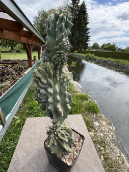 Preview: Cereus peruvianus monstrosus
